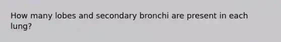 How many lobes and secondary bronchi are present in each lung?