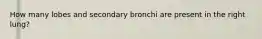 How many lobes and secondary bronchi are present in the right lung?