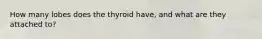 How many lobes does the thyroid have, and what are they attached to?