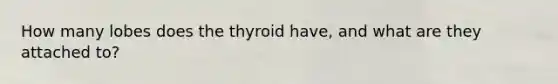 How many lobes does the thyroid have, and what are they attached to?