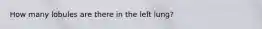 How many lobules are there in the left lung?