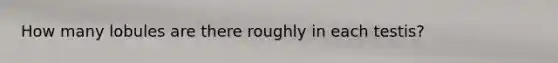 How many lobules are there roughly in each testis?