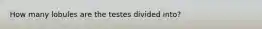 How many lobules are the testes divided into?