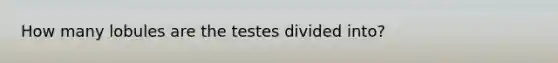 How many lobules are the testes divided into?