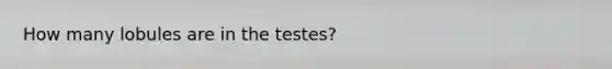 How many lobules are in the testes?