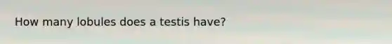 How many lobules does a testis have?