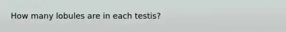 How many lobules are in each testis?