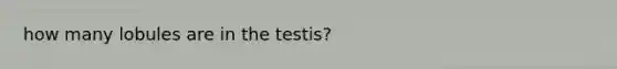 how many lobules are in the testis?