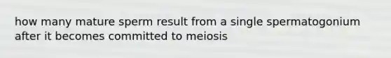 how many mature sperm result from a single spermatogonium after it becomes committed to meiosis