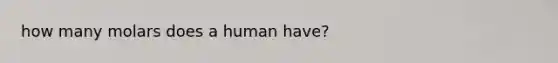 how many molars does a human have?