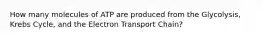 How many molecules of ATP are produced from the Glycolysis, Krebs Cycle, and the Electron Transport Chain?