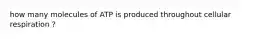 how many molecules of ATP is produced throughout cellular respiration ?