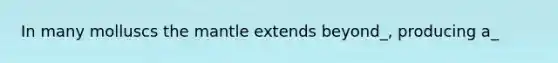 In many molluscs the mantle extends beyond_, producing a_