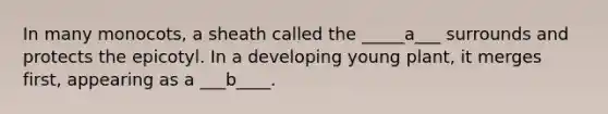 In many monocots, a sheath called the _____a___ surrounds and protects the epicotyl. In a developing young plant, it merges first, appearing as a ___b____.