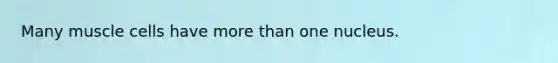 Many muscle cells have more than one nucleus.