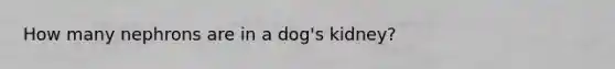 How many nephrons are in a dog's kidney?