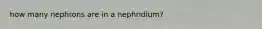 how many nephrons are in a nephridium?