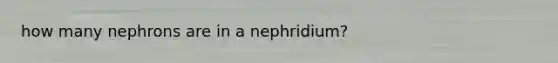 how many nephrons are in a nephridium?