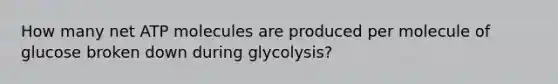 How many net ATP molecules are produced per molecule of glucose broken down during glycolysis?