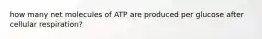 how many net molecules of ATP are produced per glucose after cellular respiration?