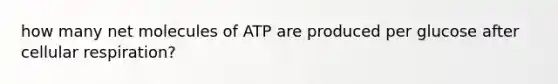 how many net molecules of ATP are produced per glucose after cellular respiration?