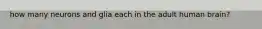 how many neurons and glia each in the adult human brain?