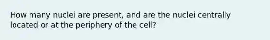 How many nuclei are present, and are the nuclei centrally located or at the periphery of the cell?