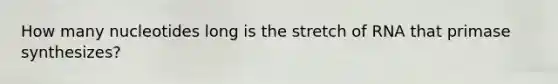 How many nucleotides long is the stretch of RNA that primase synthesizes?