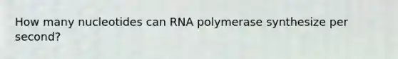 How many nucleotides can RNA polymerase synthesize per second?