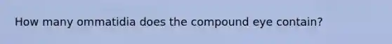 How many ommatidia does the compound eye contain?