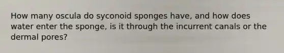 How many oscula do syconoid sponges have, and how does water enter the sponge, is it through the incurrent canals or the dermal pores?