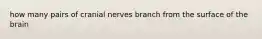 how many pairs of cranial nerves branch from the surface of the brain