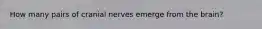 How many pairs of cranial nerves emerge from the brain?
