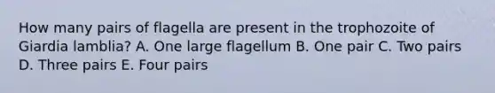 How many pairs of flagella are present in the trophozoite of Giardia lamblia? A. One large flagellum B. One pair C. Two pairs D. Three pairs E. Four pairs