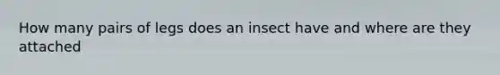 How many pairs of legs does an insect have and where are they attached