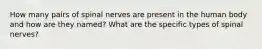 How many pairs of spinal nerves are present in the human body and how are they named? What are the specific types of spinal nerves?