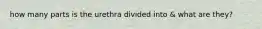 how many parts is the urethra divided into & what are they?