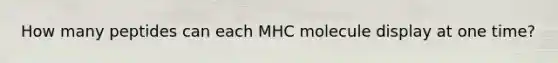 How many peptides can each MHC molecule display at one time?