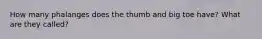 How many phalanges does the thumb and big toe have? What are they called?