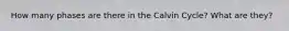 How many phases are there in the Calvin Cycle? What are they?