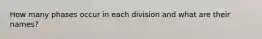 How many phases occur in each division and what are their names?