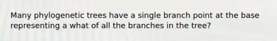 Many phylogenetic trees have a single branch point at the base representing a what of all the branches in the tree?