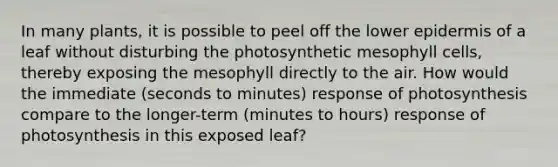 In many plants, it is possible to peel off the lower epidermis of a leaf without disturbing the photosynthetic mesophyll cells, thereby exposing the mesophyll directly to the air. How would the immediate (seconds to minutes) response of photosynthesis compare to the longer-term (minutes to hours) response of photosynthesis in this exposed leaf?