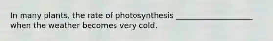 In many plants, the rate of photosynthesis ____________________ when the weather becomes very cold.