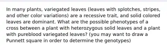 In many plants, variegated leaves (leaves with splotches, stripes, and other color variations) are a recessive trait, and solid colored leaves are dominant. What are the possible phenotypes of a cross between a plant with heterozygous solid leaves and a plant with pureblood variegated leaves? (you may want to draw a Punnett square in order to determine the genotypes)