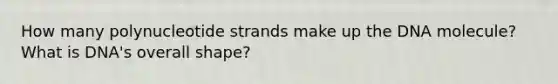 How many polynucleotide strands make up the DNA molecule? What is DNA's overall shape?