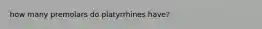 how many premolars do platyrrhines have?