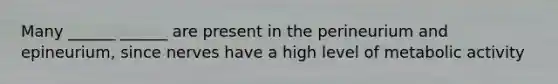 Many ______ ______ are present in the perineurium and epineurium, since nerves have a high level of metabolic activity