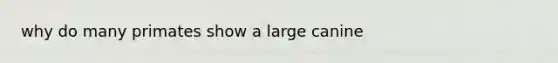 why do many primates show a large canine