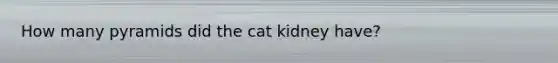 How many pyramids did the cat kidney have?